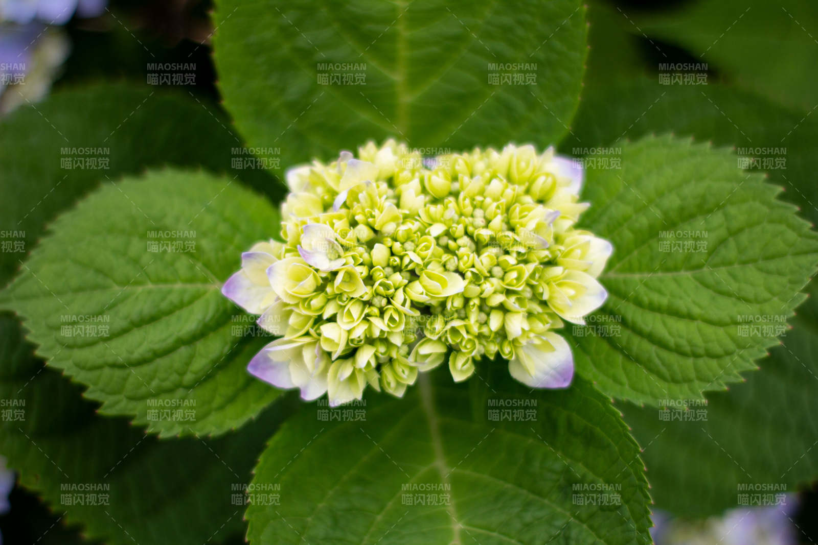 綠意盎然的繡球花蕾