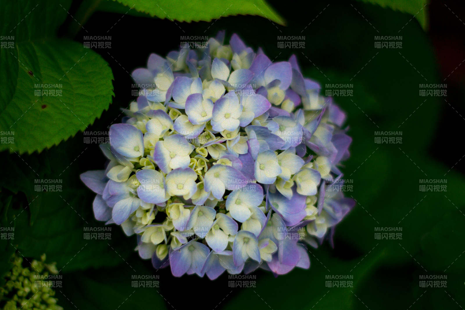 紫色繡球花的美麗綻放