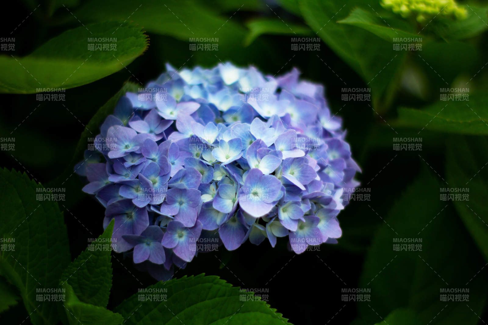 藍紫色繡球花特寫