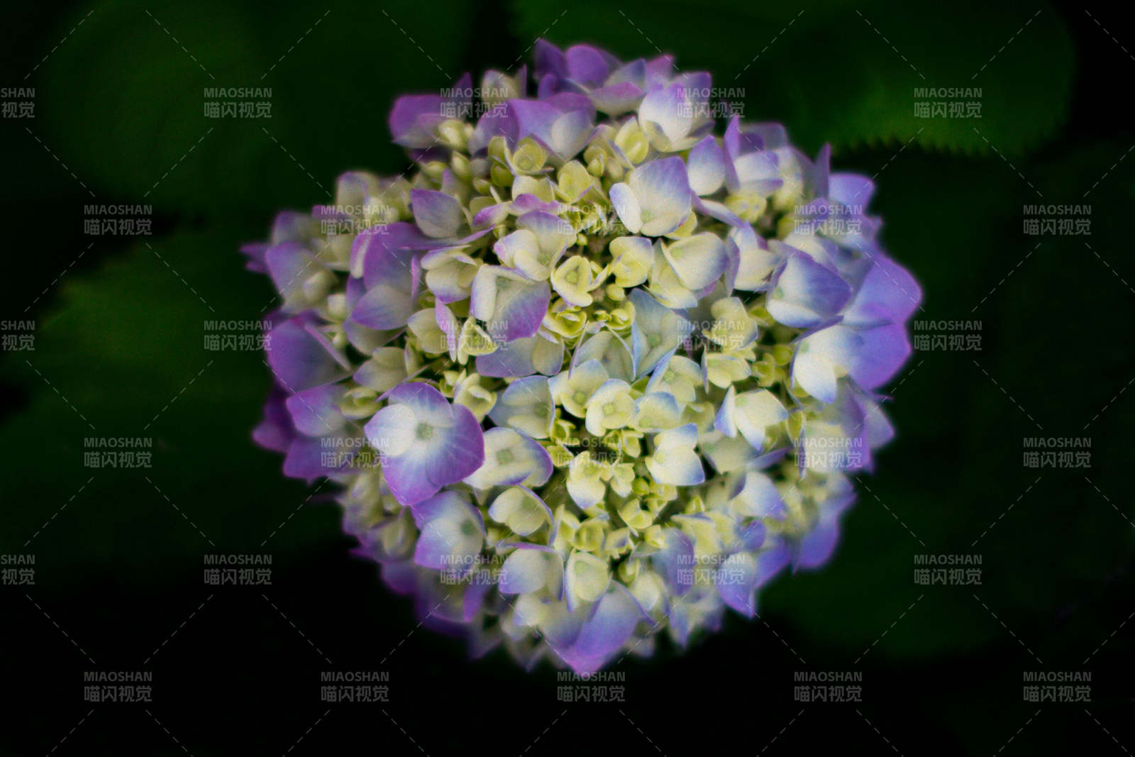 紫色繡球花的美麗瞬間