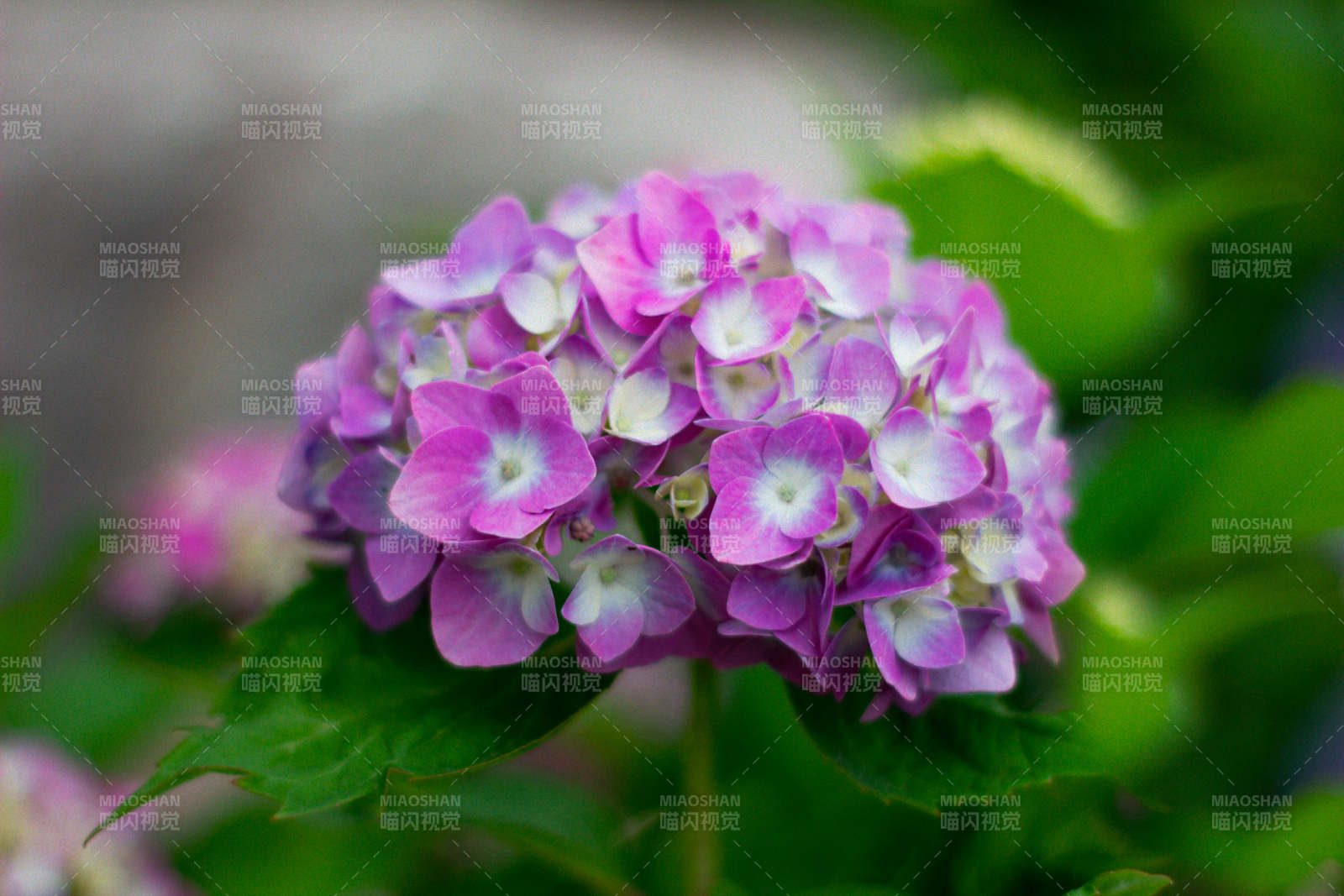紫色繡球花的美麗瞬間