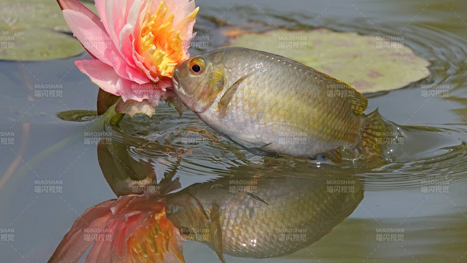 魚吻蓮花 水中倒影