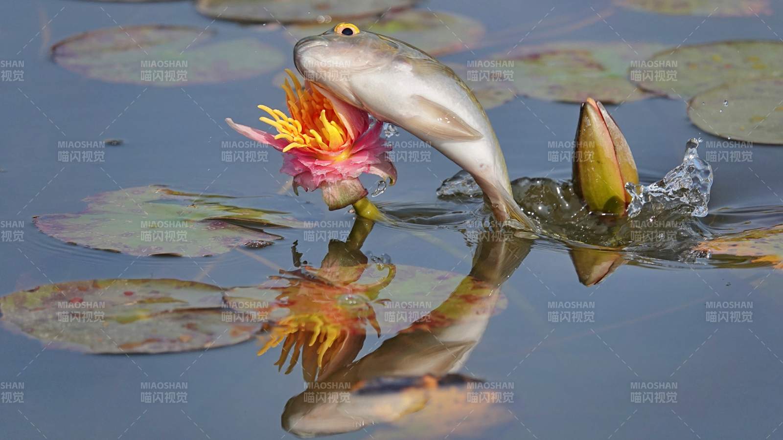 魚躍水面 花影映波