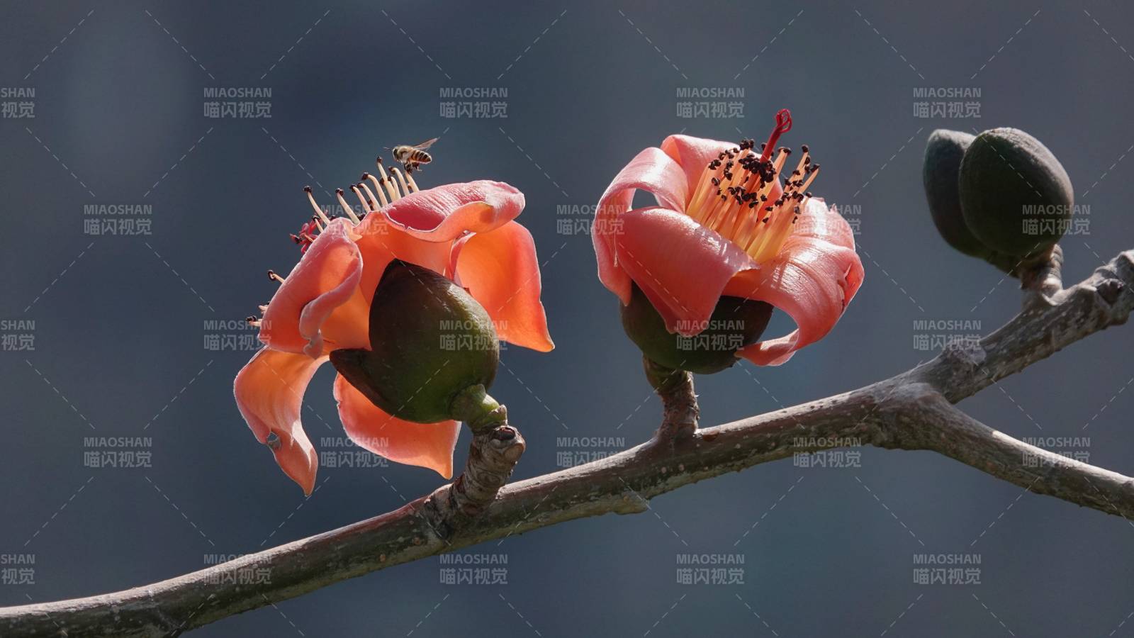 木棉花開 春意濃情