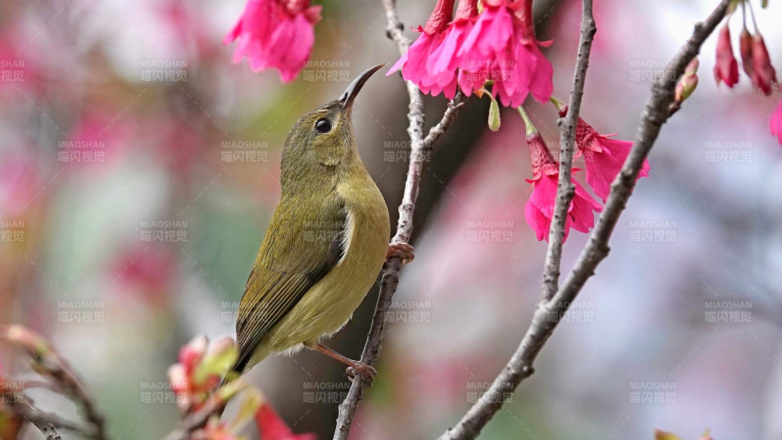花間小鳥 春意盎然