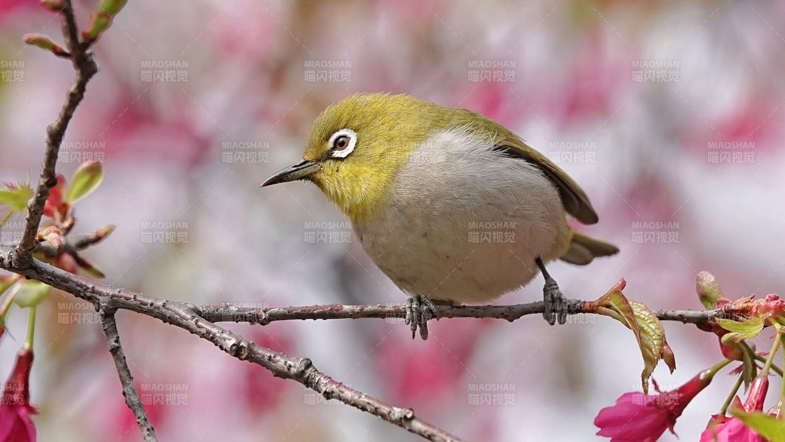 櫻花枝上的繡眼鳥(niǎo)