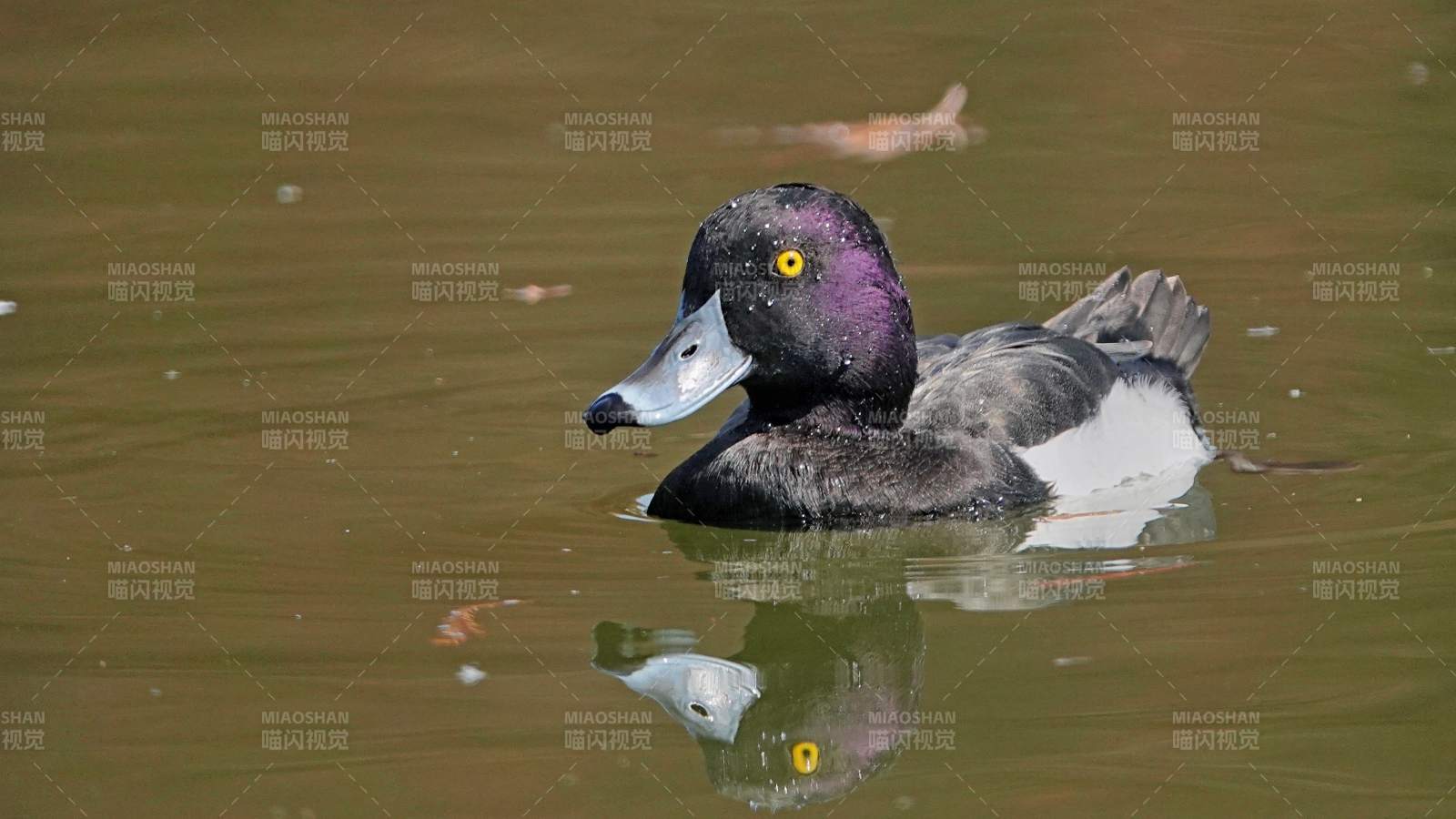 湖面上的鳳頭潛鴨