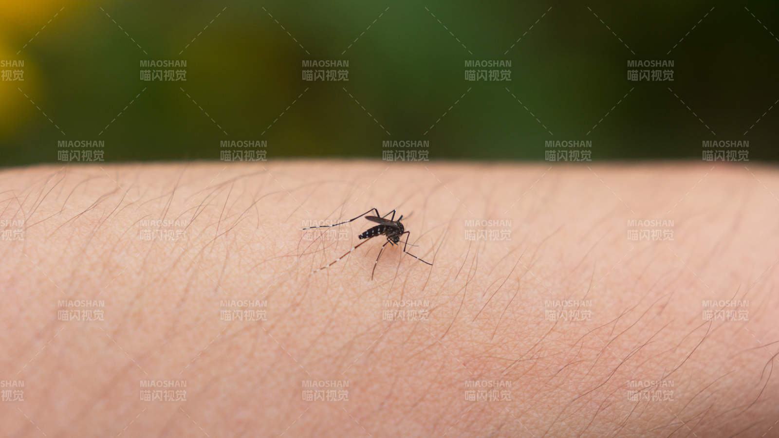 蚊子叮咬手臂特寫