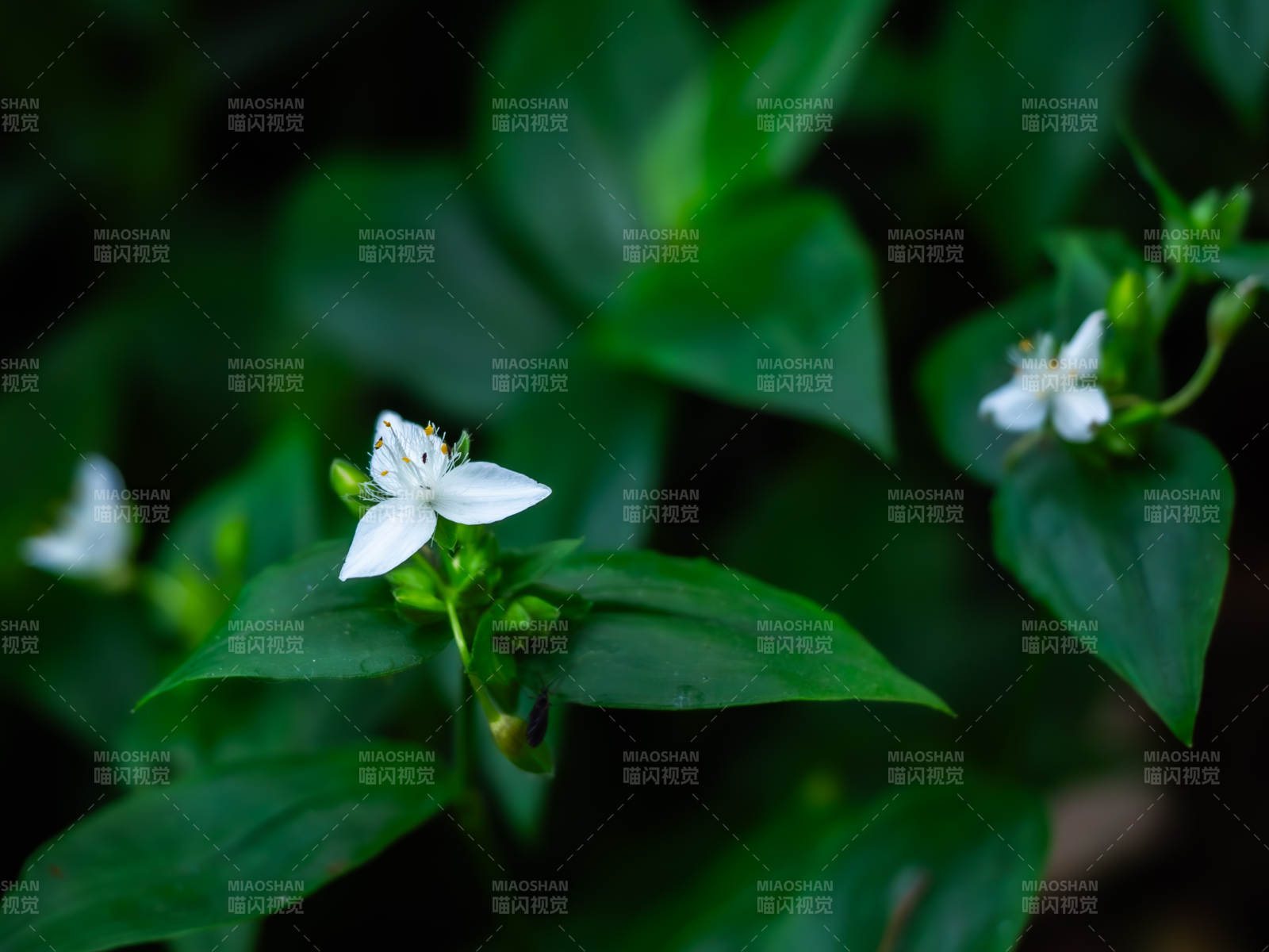 綠葉白花 清新自然