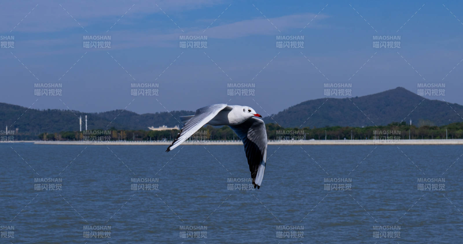 湖畔飛翔的海鷗
