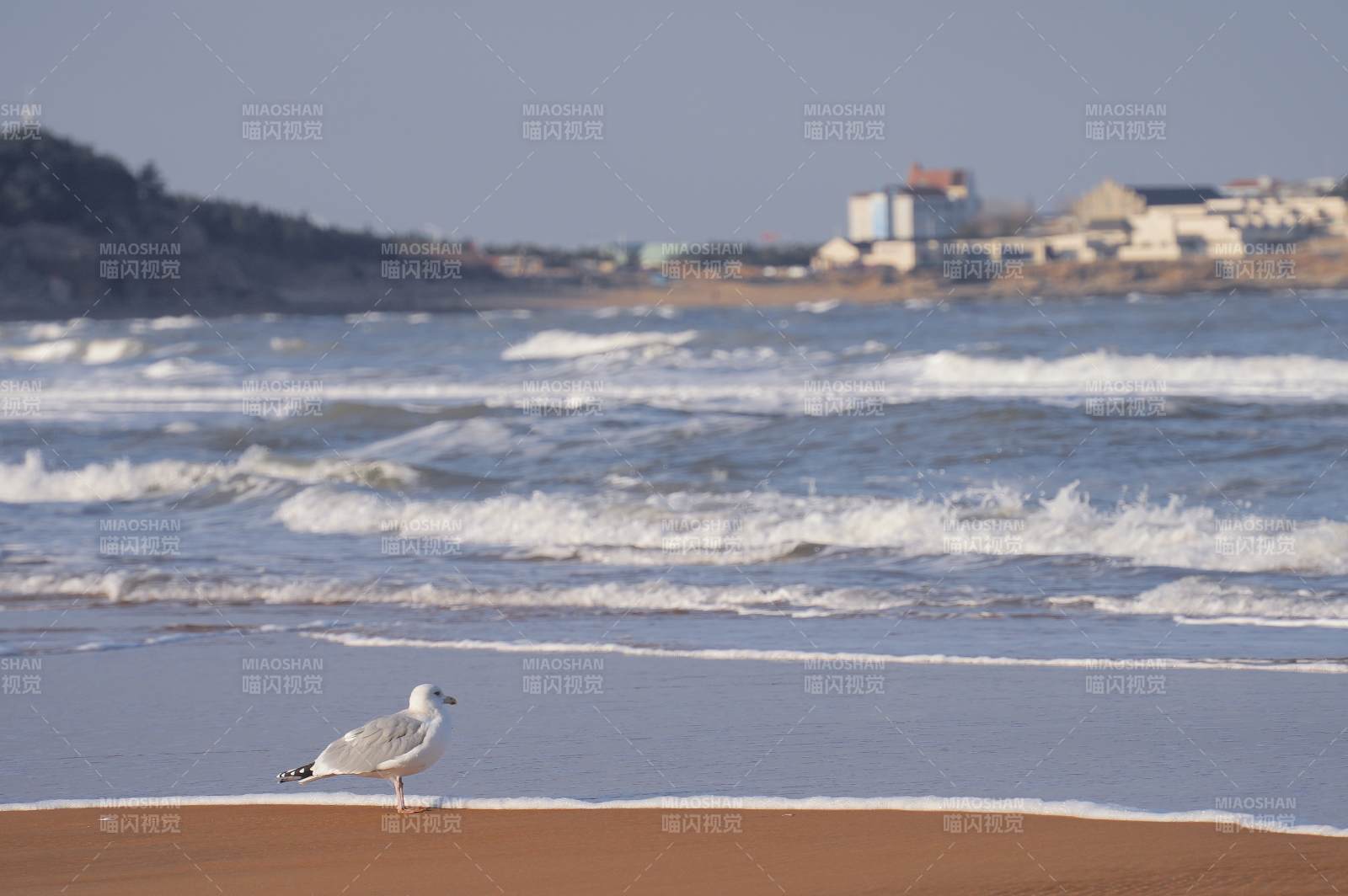 海邊獨(dú)行的海鷗