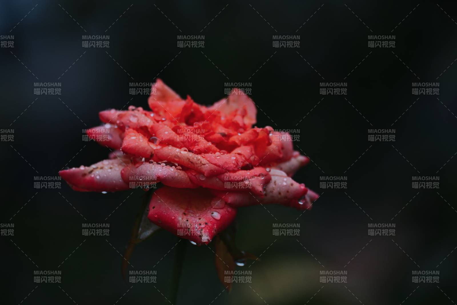 雨后紅玫瑰 嬌艷欲滴