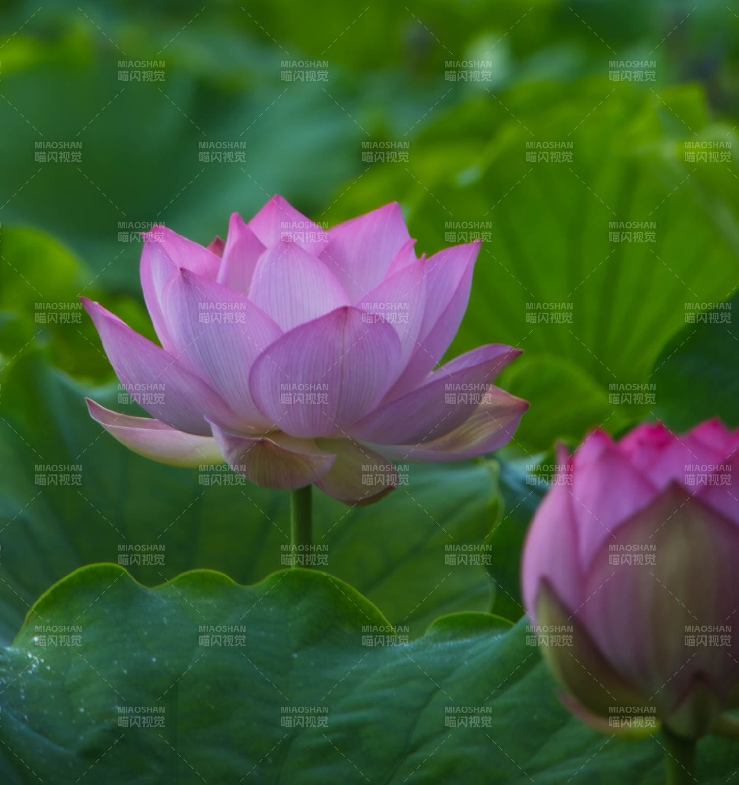 粉蓮靜綻綠葉間