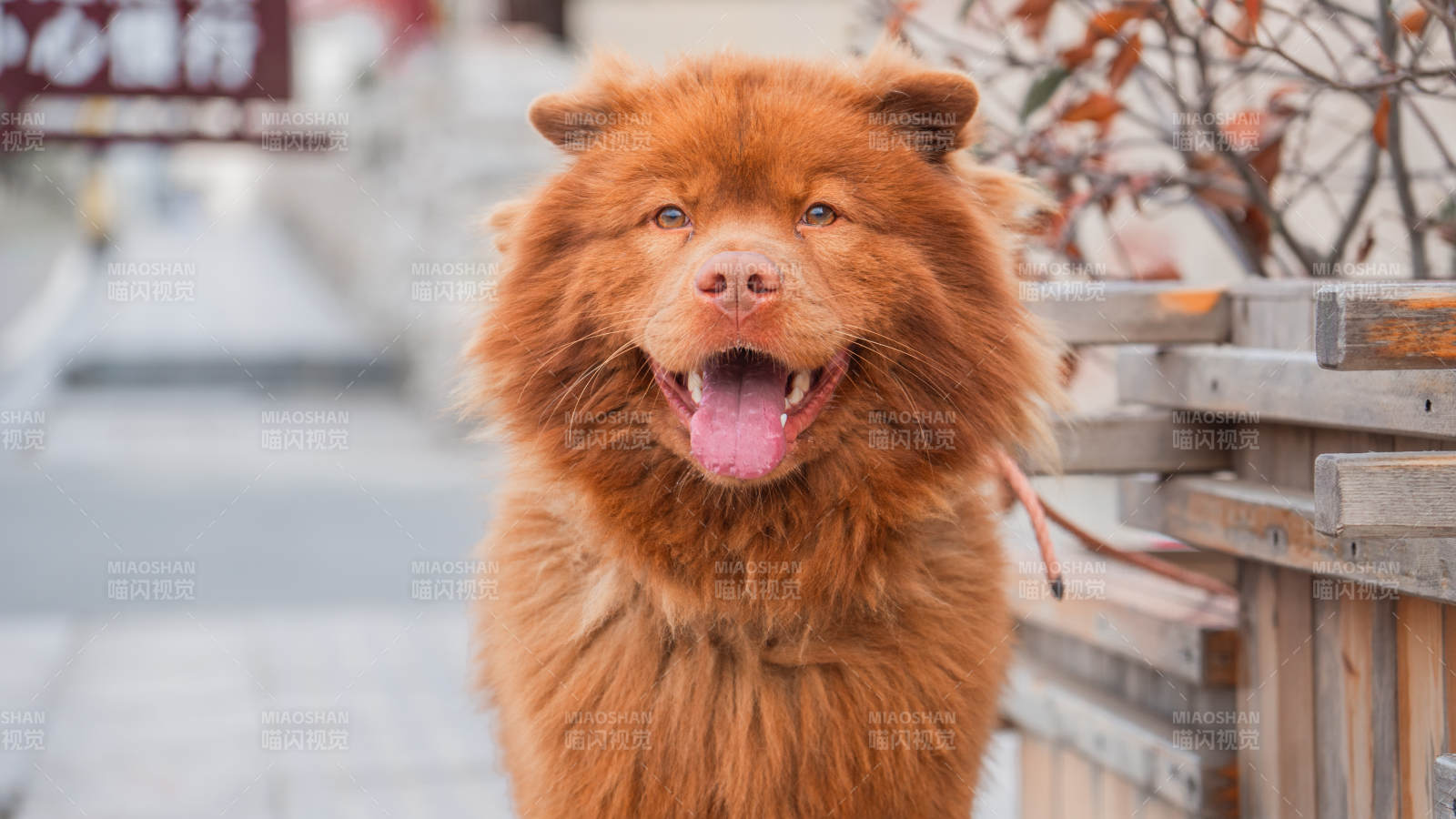 開心的松獅犬
