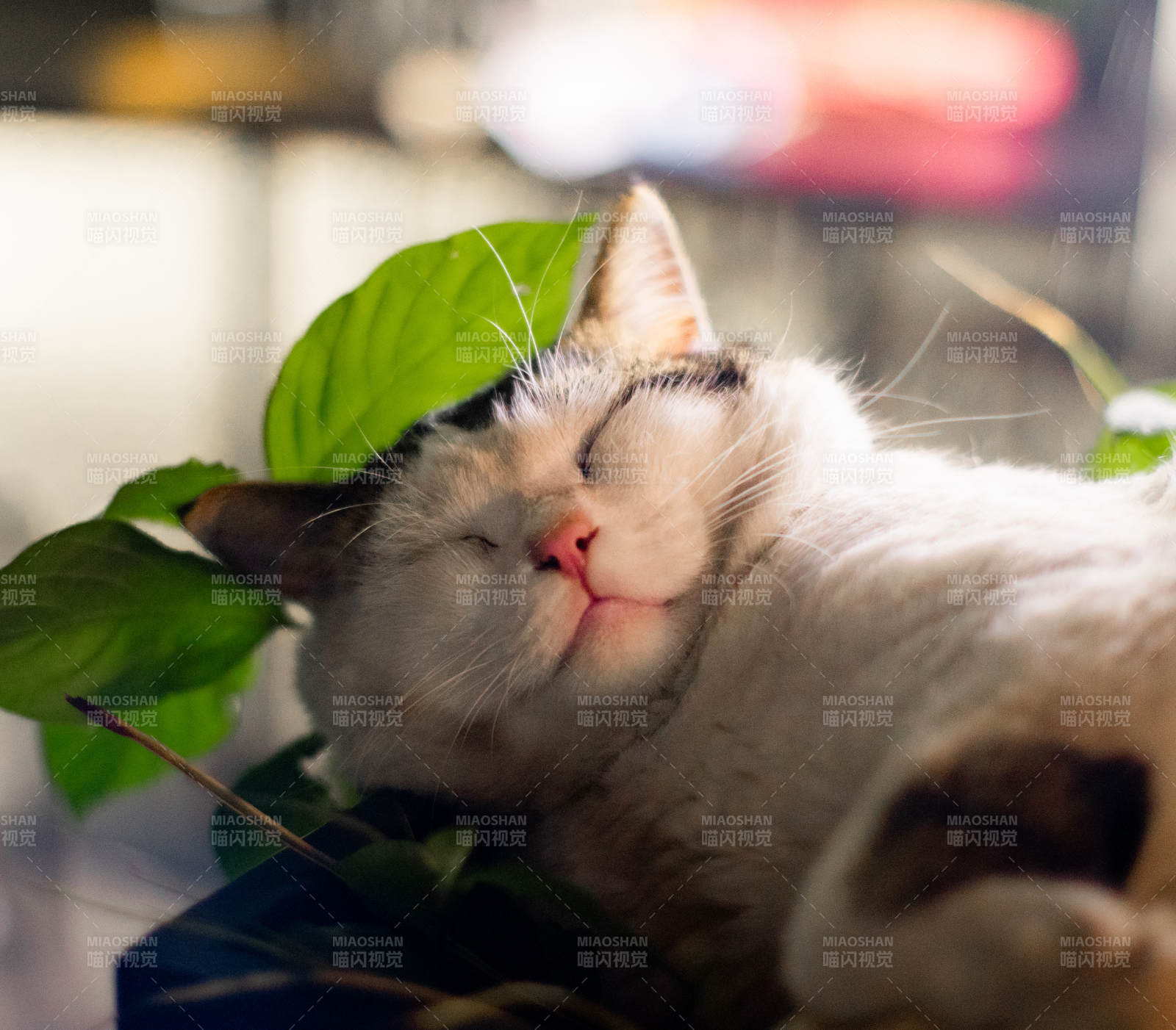 貓咪與綠葉的寧靜時光