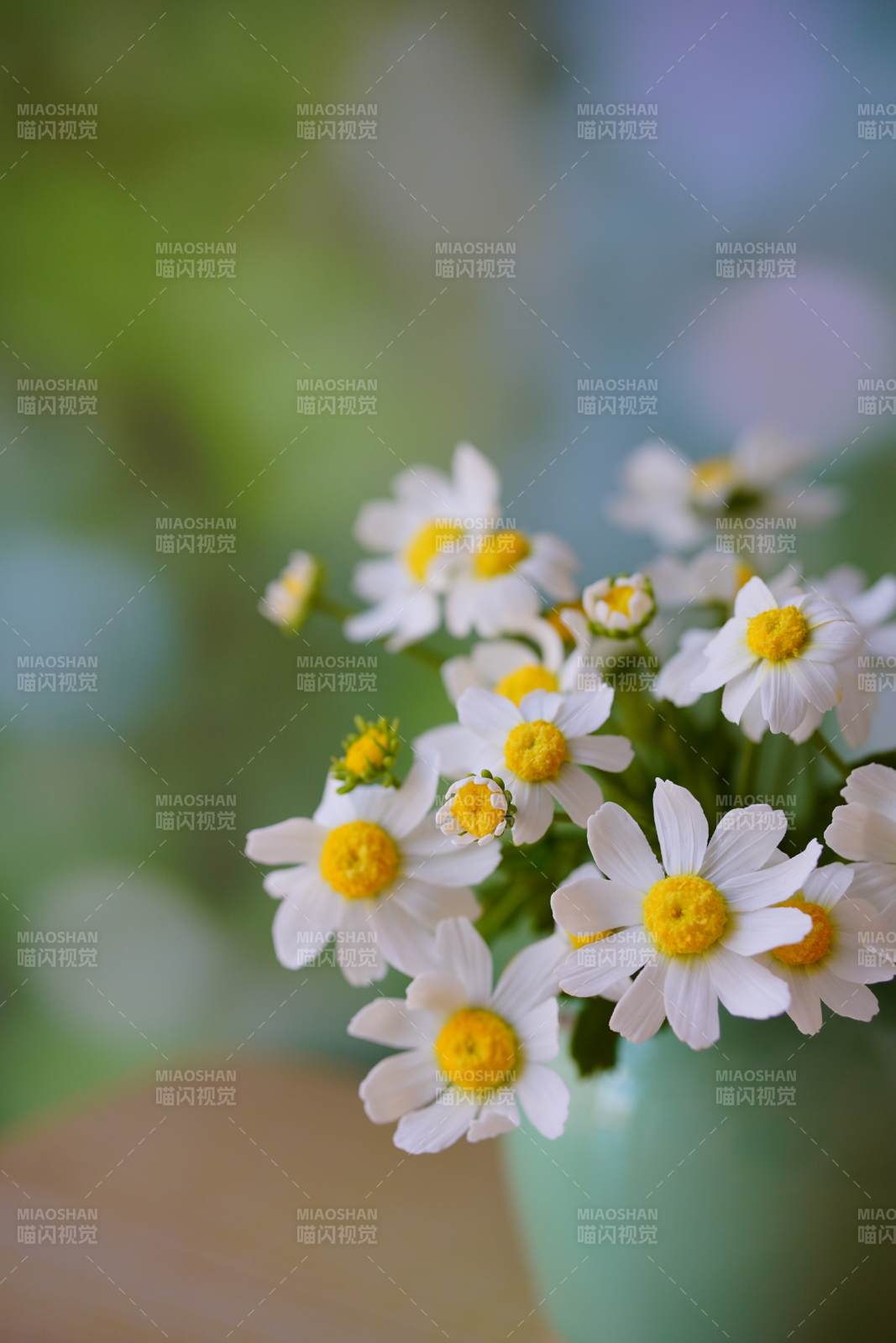 清新雛菊 自然之美