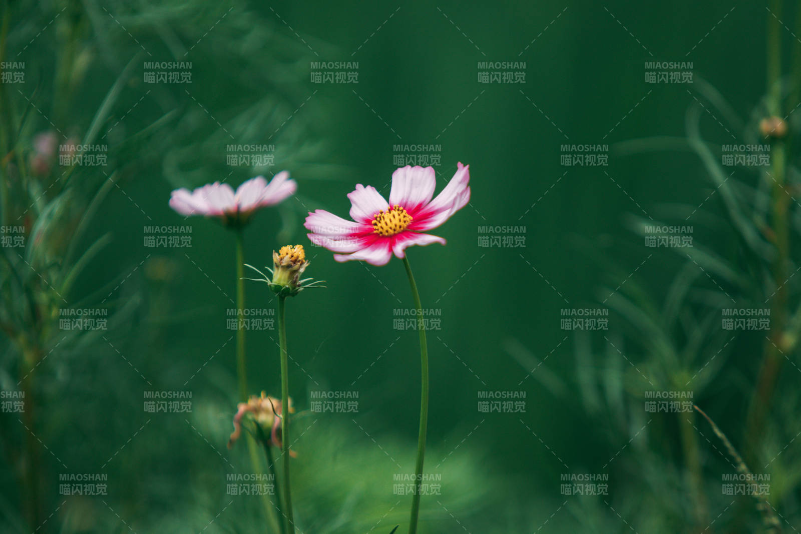 粉紅花朵在綠意中綻放