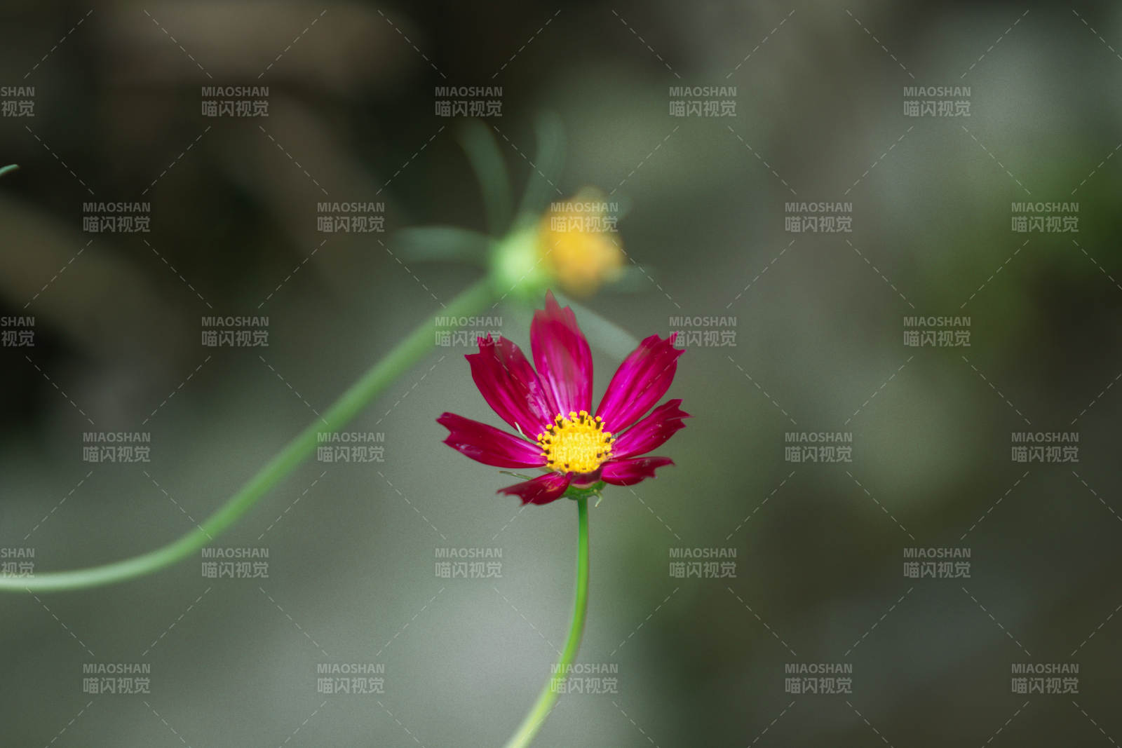 紅色花朵的靜謐之美