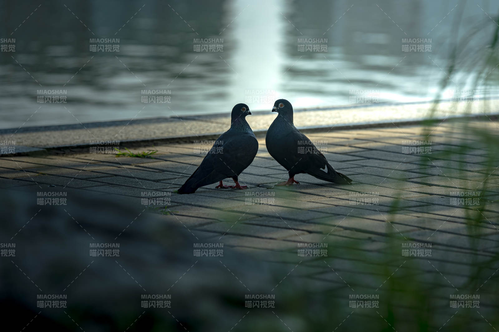 湖畔雙鴿 晨光相伴