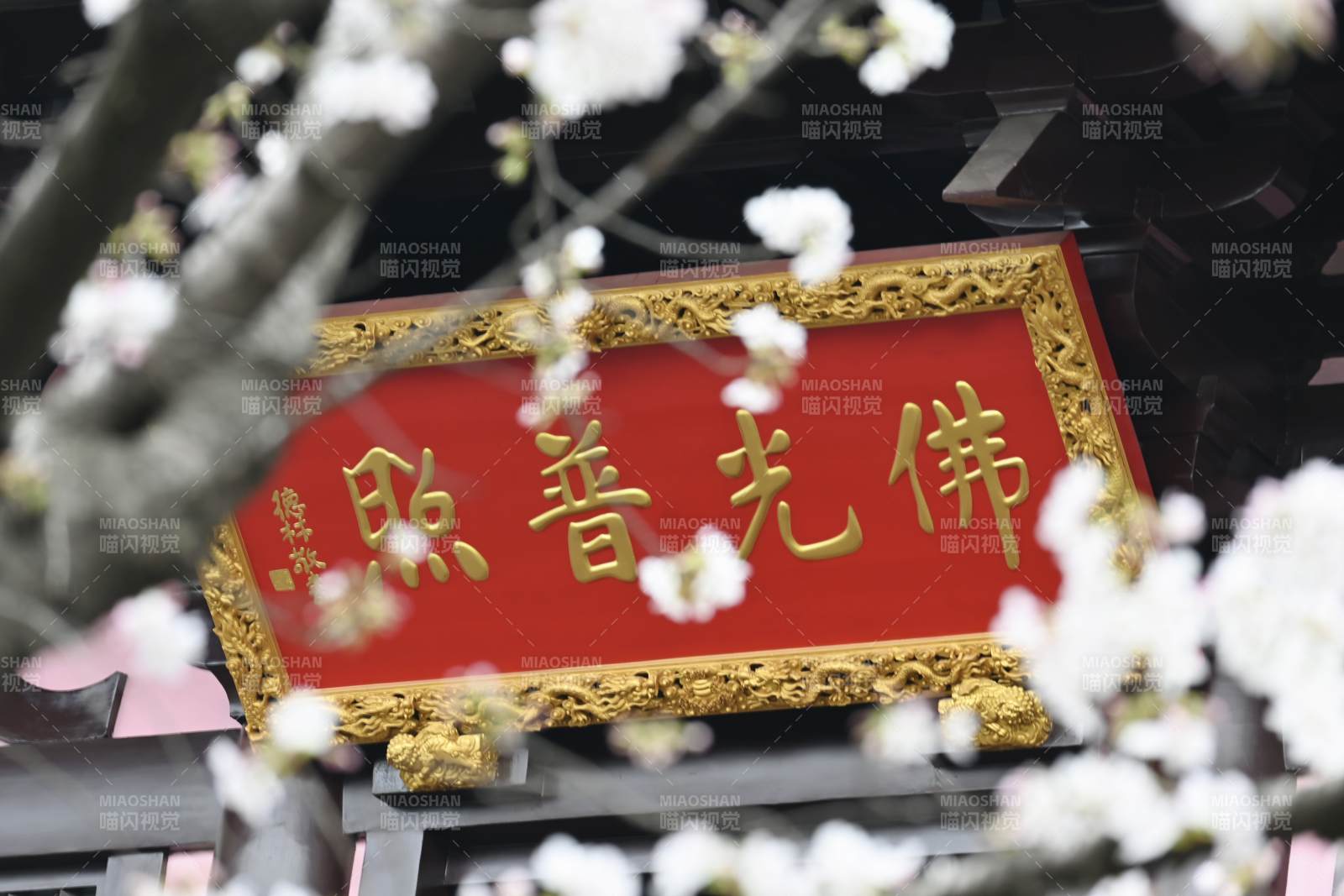蘇州寒山寺佛光普照 櫻花綻放