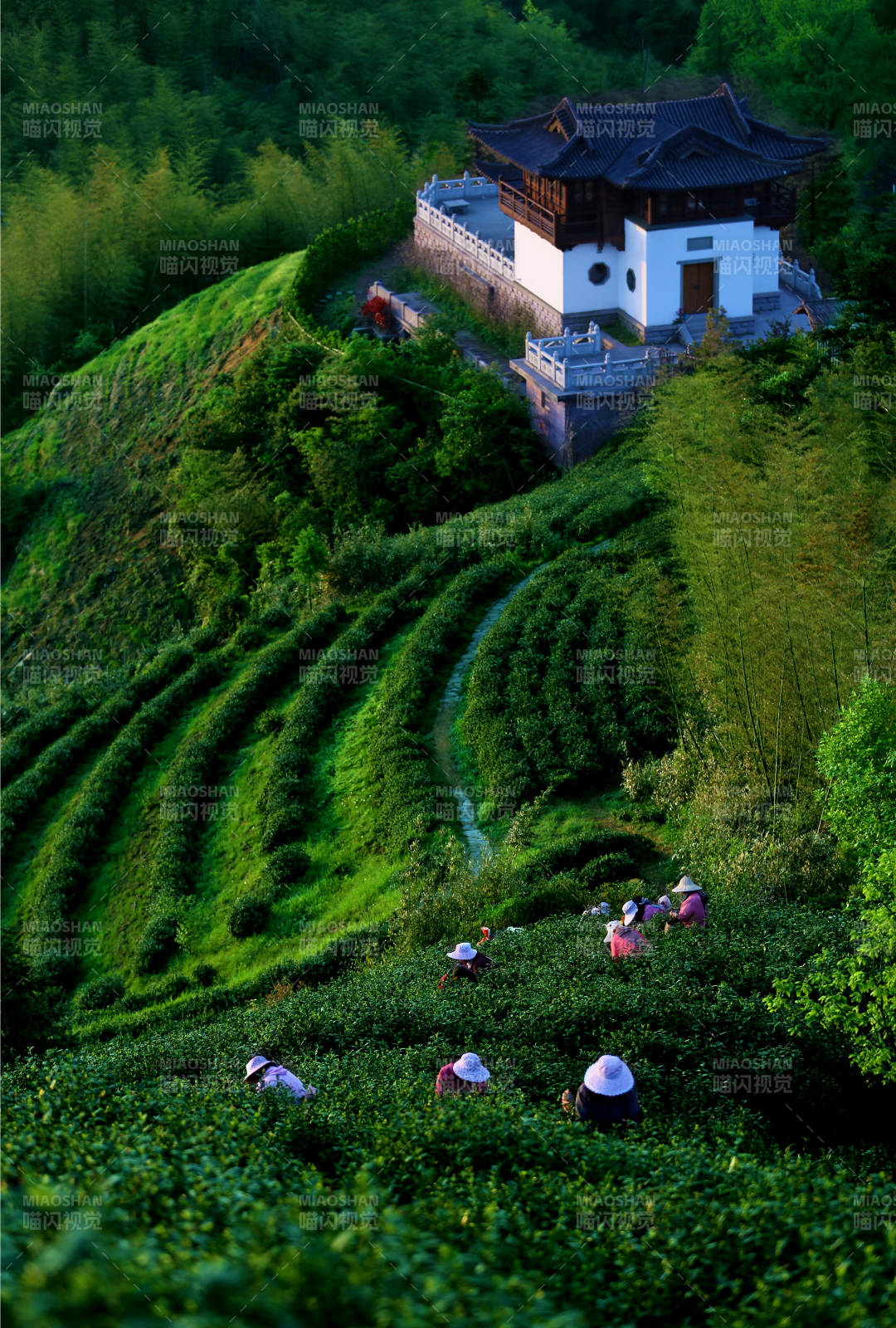 杭州徑山禪茶