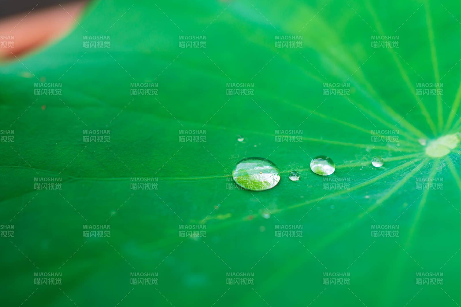 荷葉上的水珠特寫