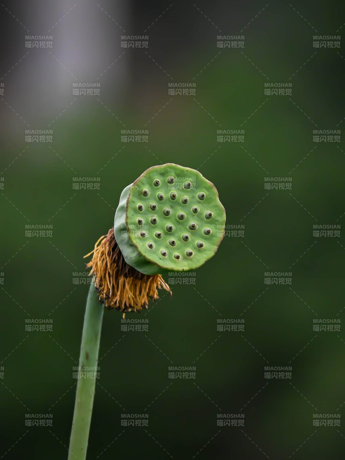 蓮蓬的自然之美