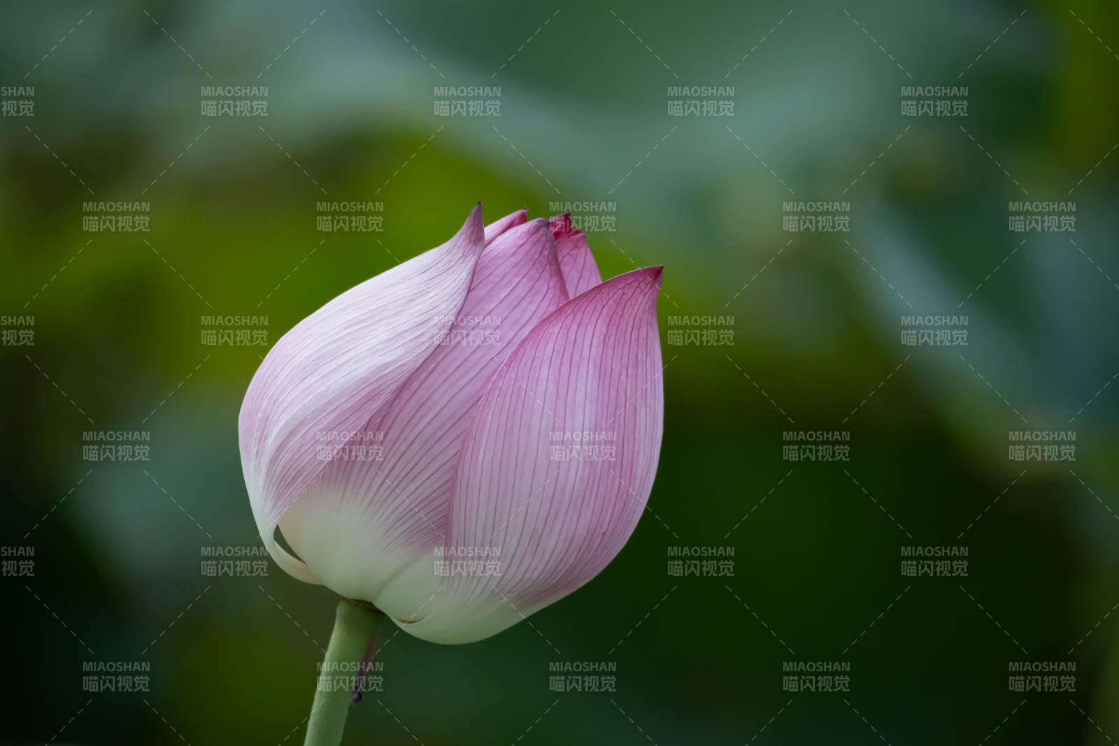 含苞待放的蓮花