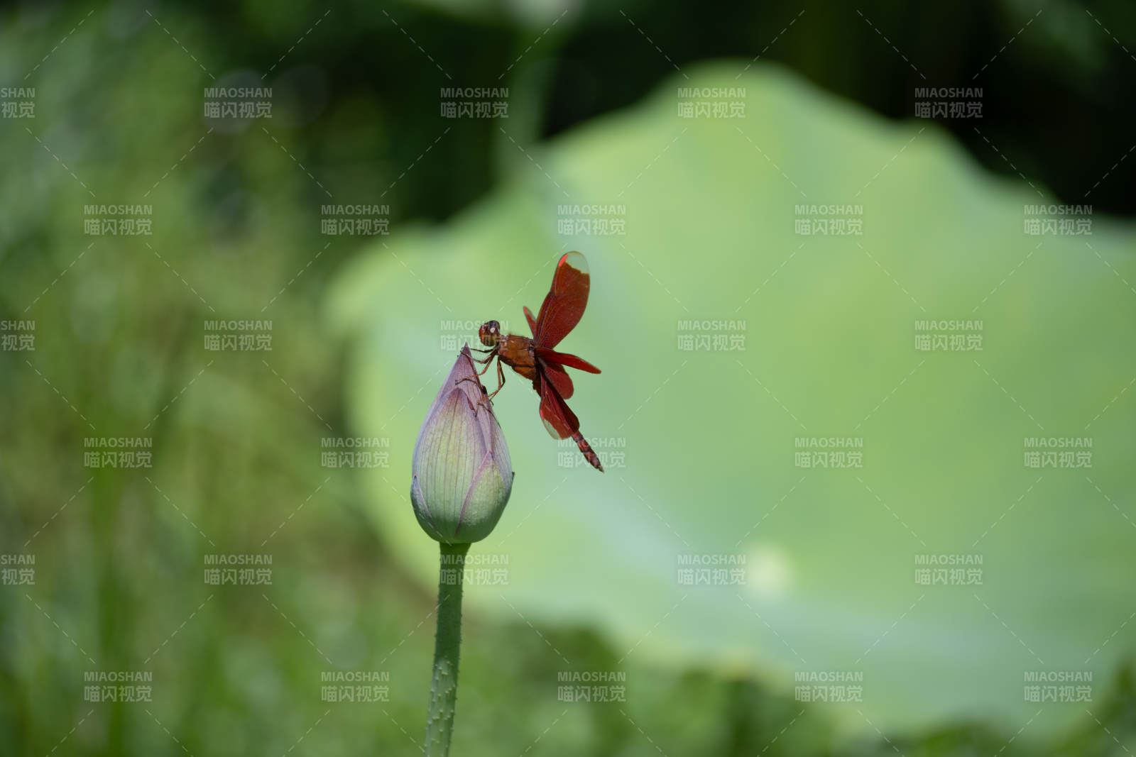 蜻蜓停駐蓮花蕾上