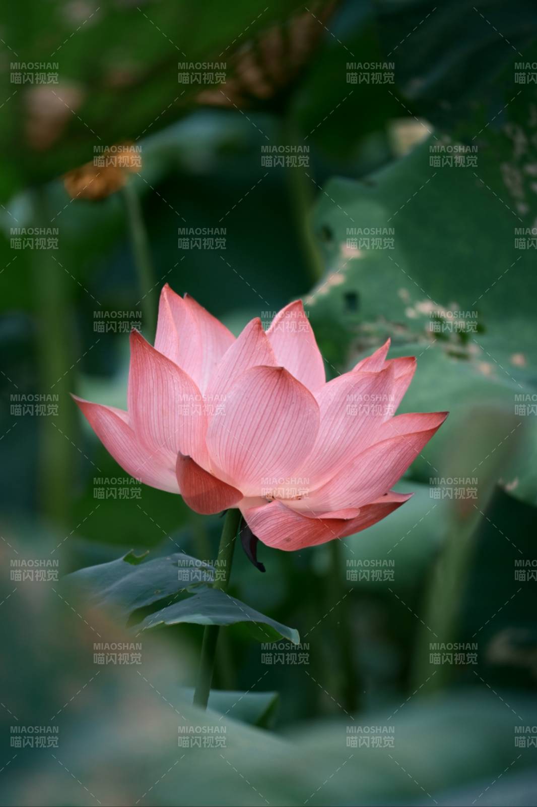 粉嫩蓮花靜謐綻放