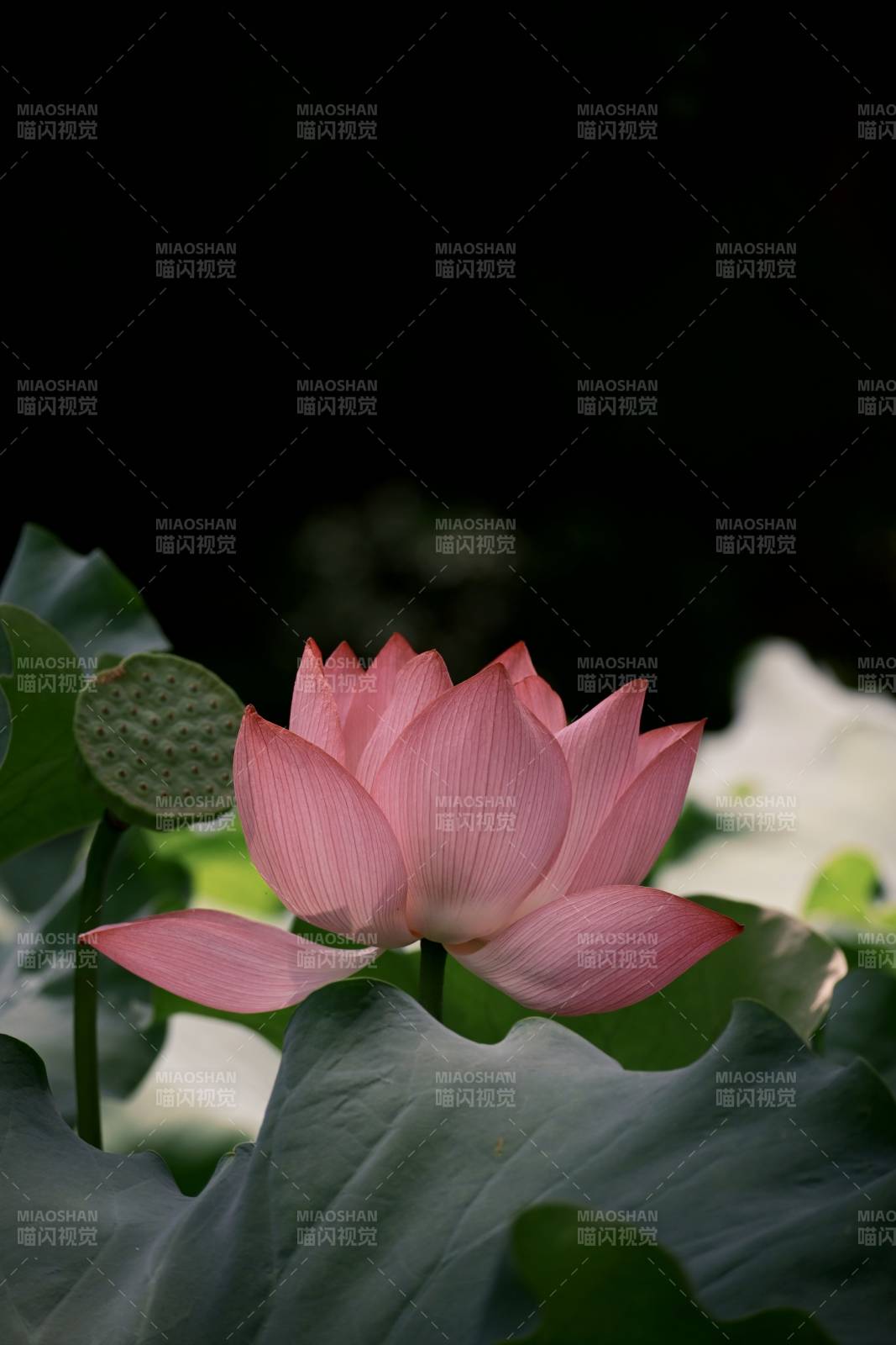 粉蓮靜謐 綠葉相伴