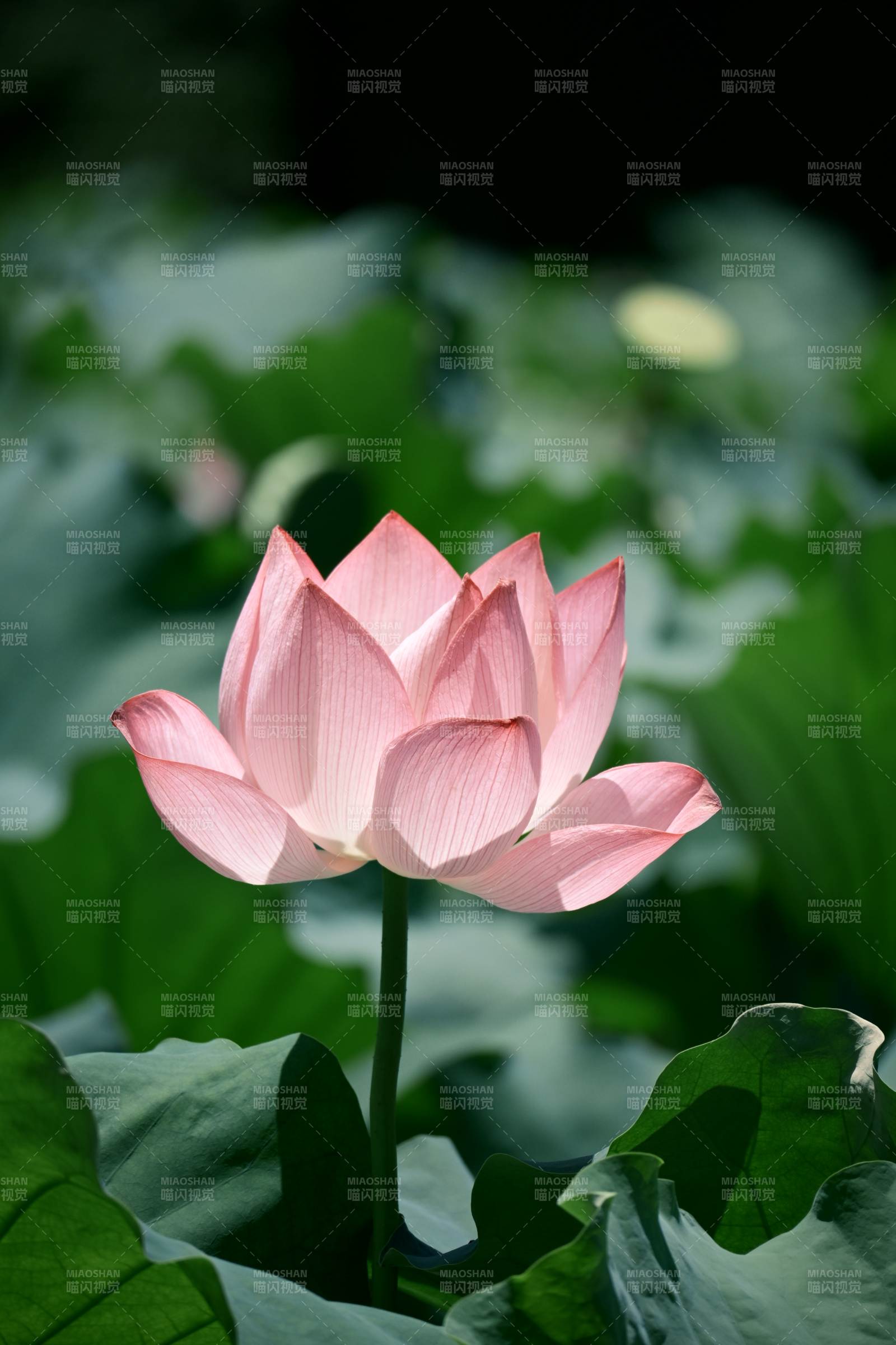 粉嫩蓮花映綠葉