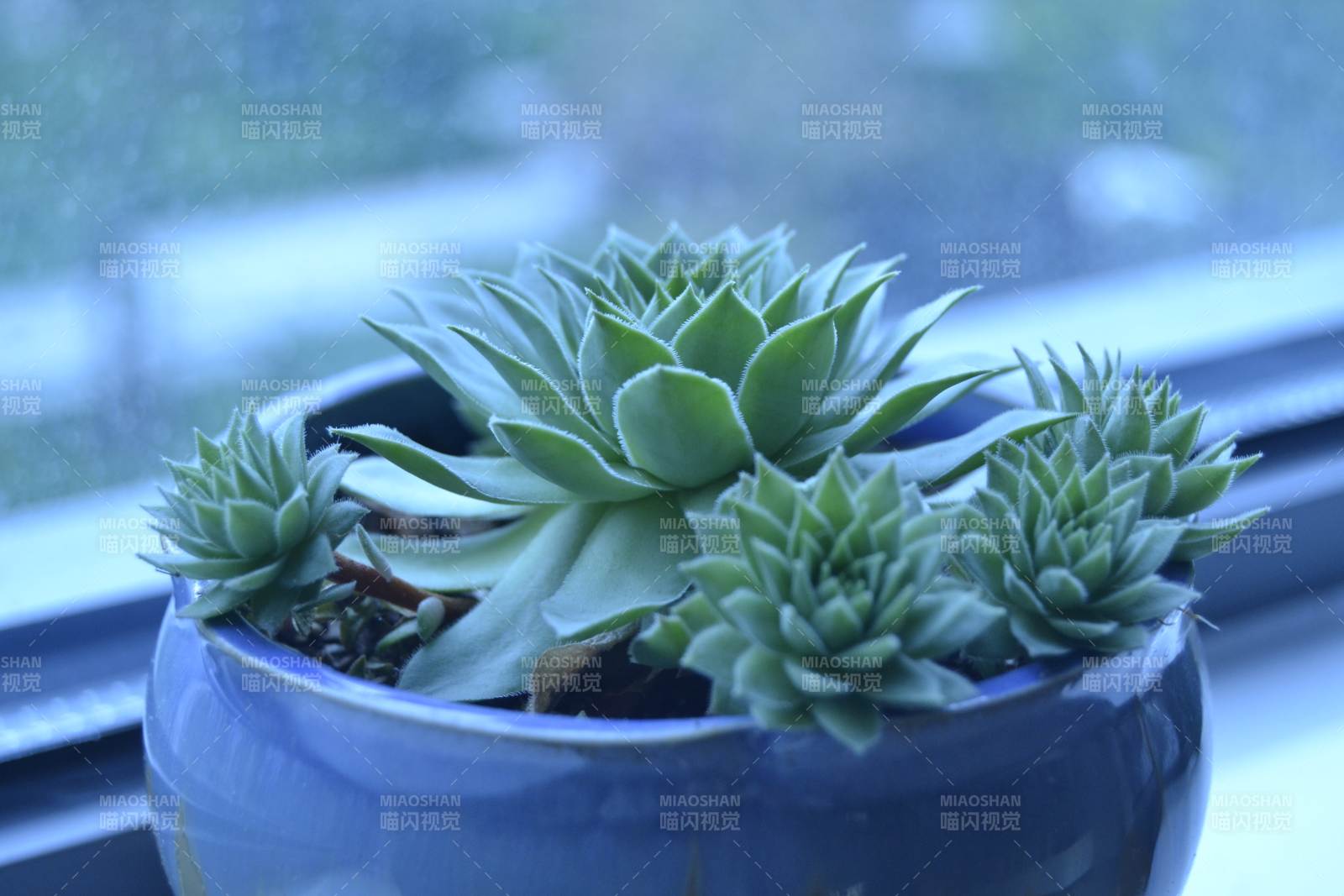 窗邊的多肉植物盆栽