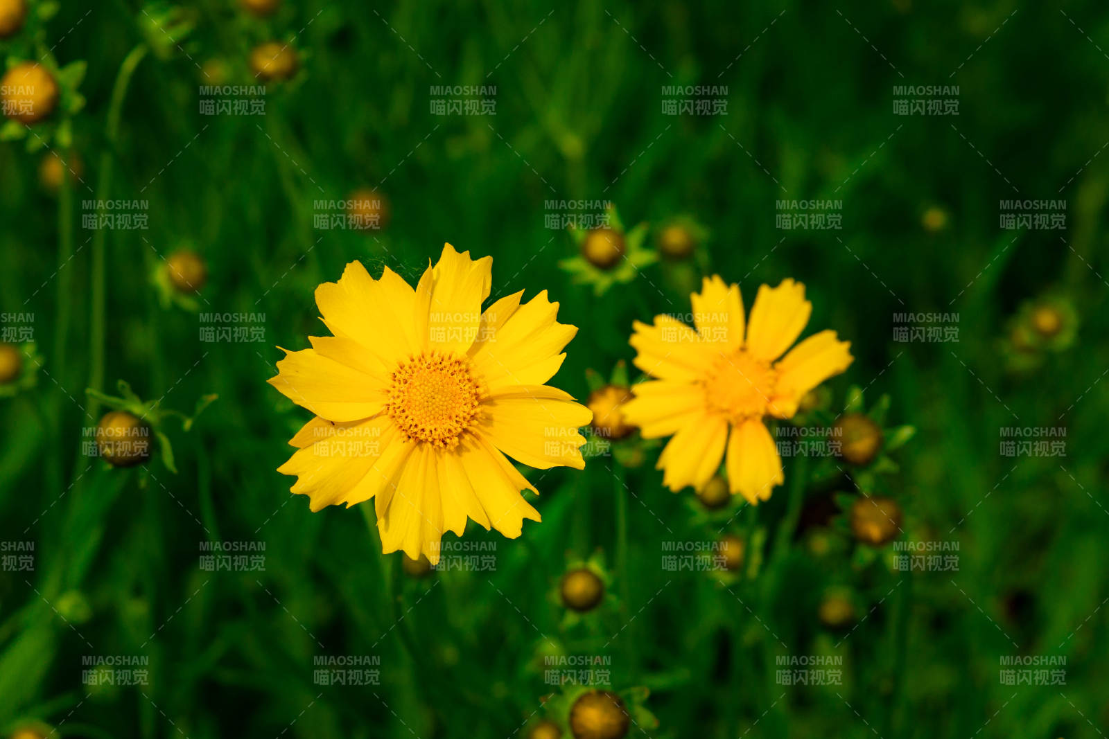 金雞菊 夏日的明媚陽光