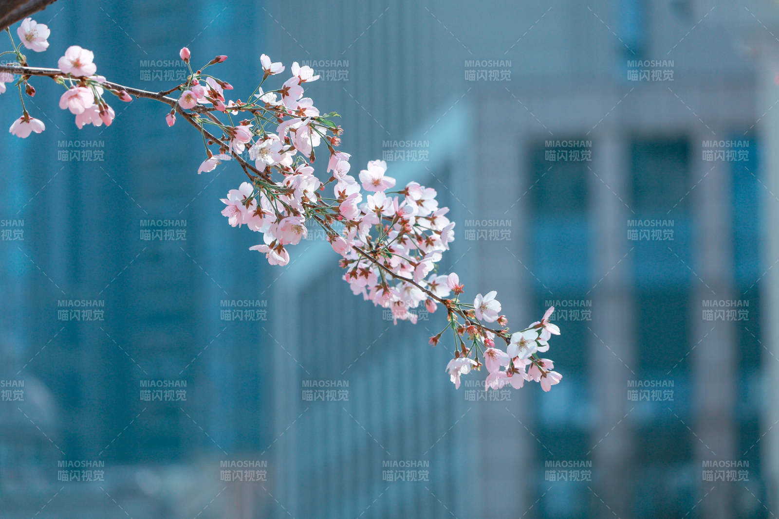 城市櫻花綻放春意濃