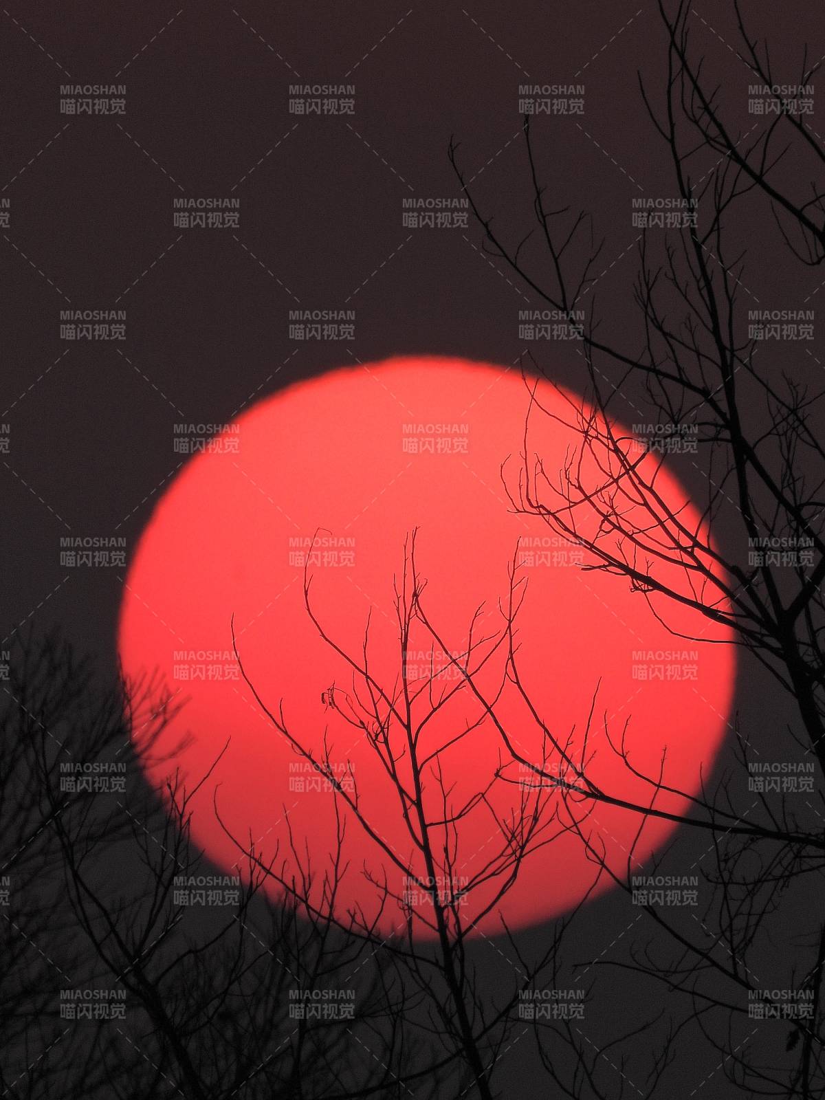 夕陽透過樹枝的剪影