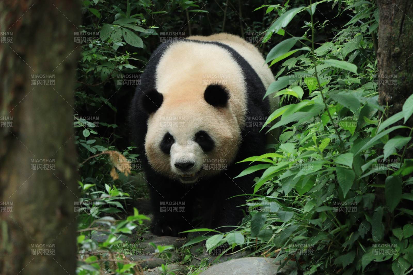 熊貓在森林中漫步