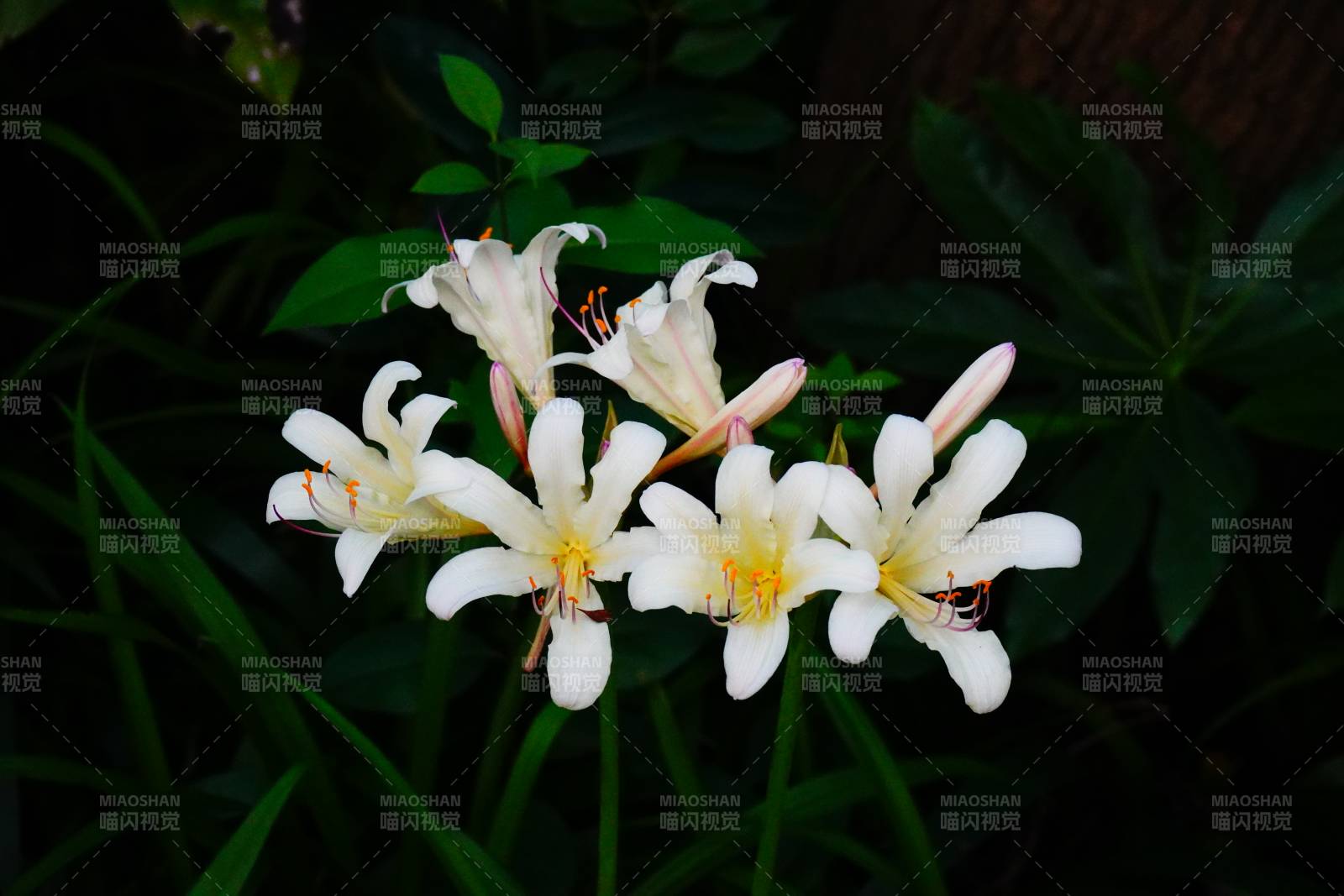 白色花朵在綠葉中綻放