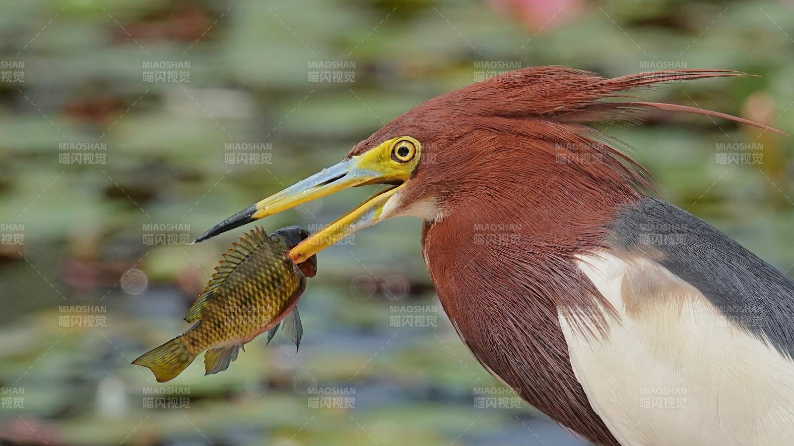 池鷺捕獲小魚瞬間