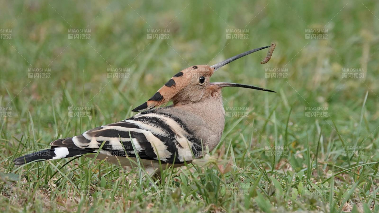 戴勝鳥捕食瞬間