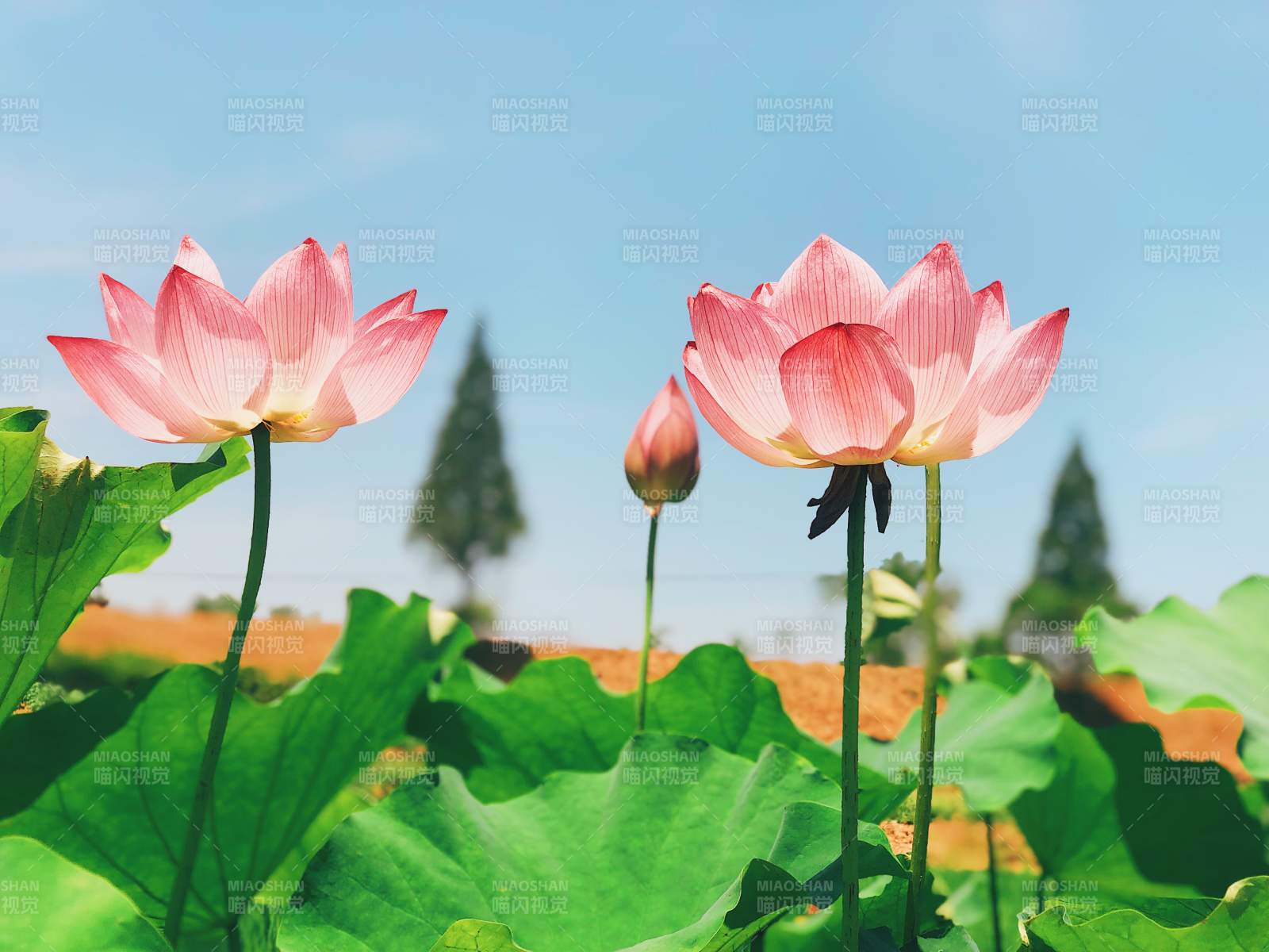 夏日荷花映藍天