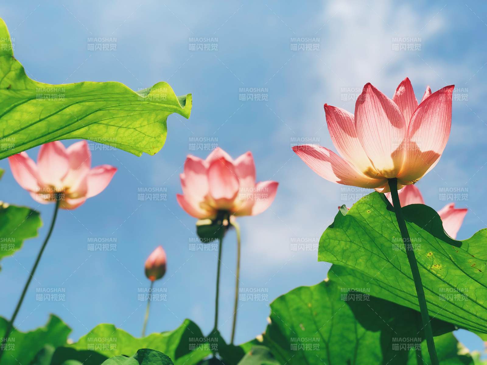 夏日荷花映藍(lán)天