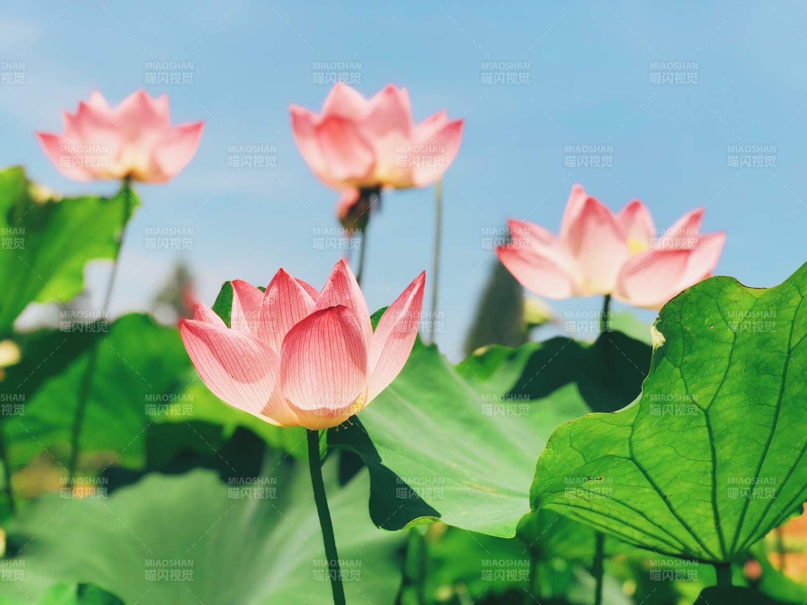夏日荷花綻放美景