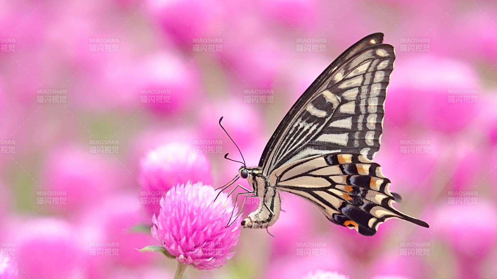 蝴蝶停駐粉花間