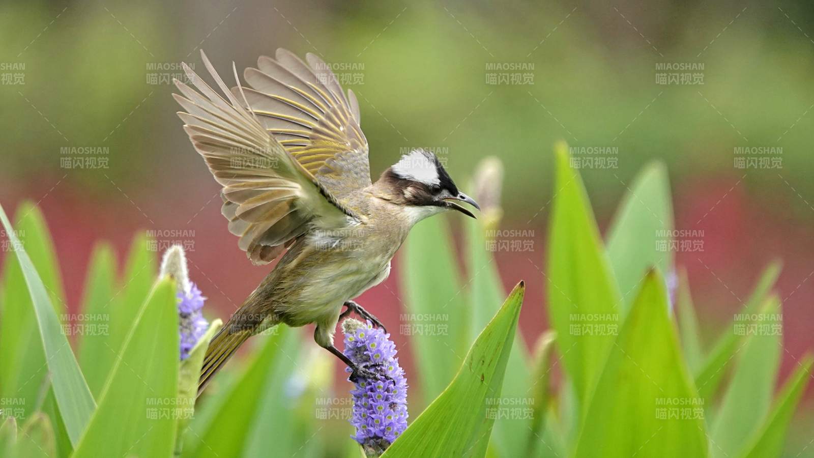 小鳥展翅停花上