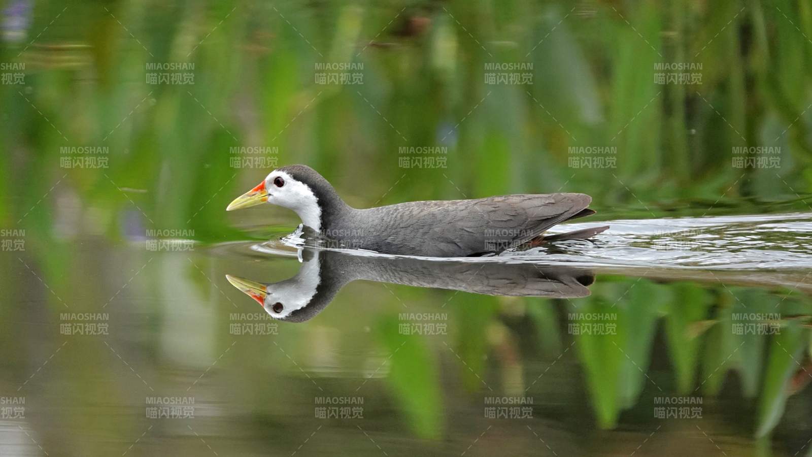 白胸苦惡鳥靜立 倒影清晰