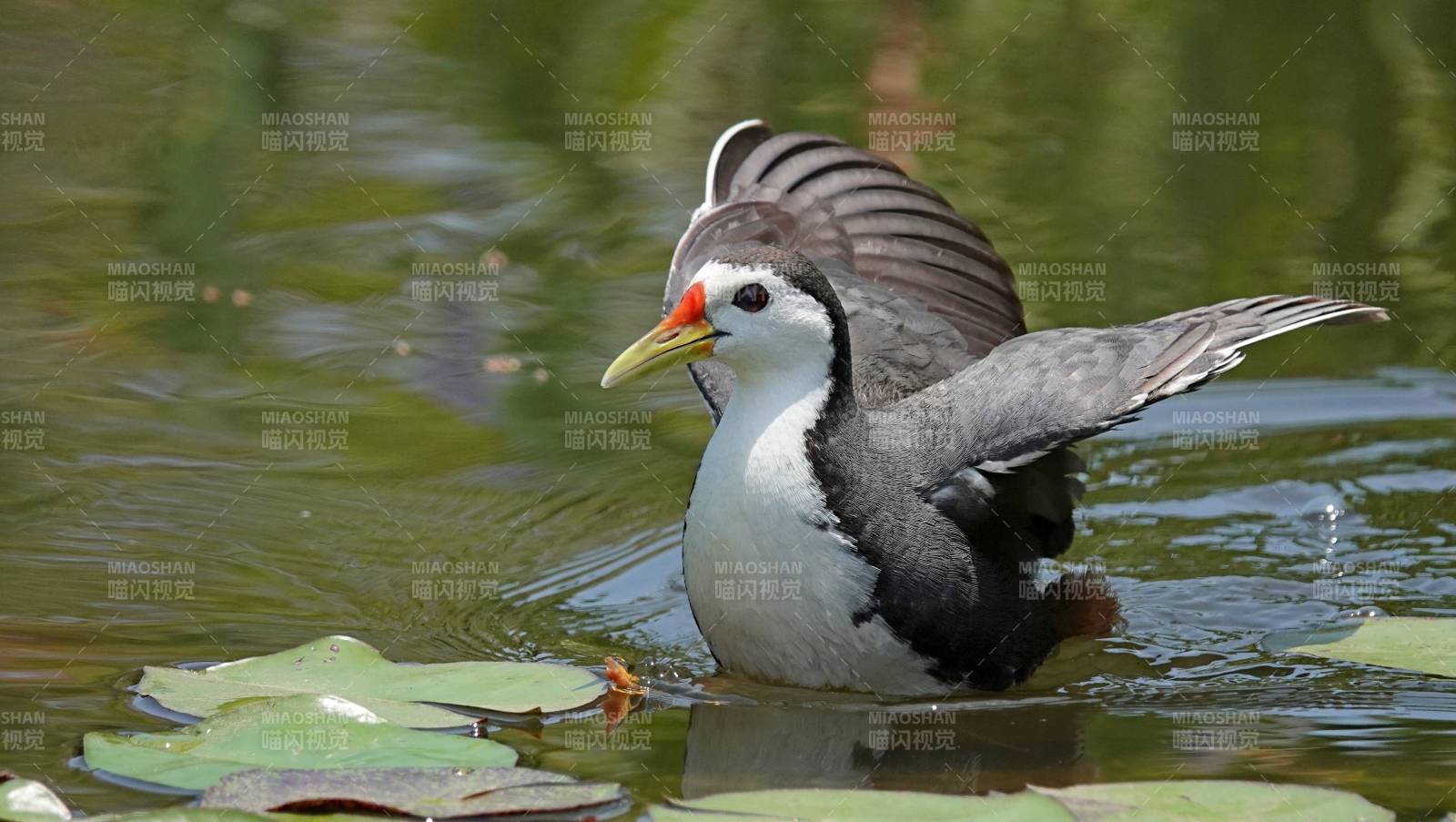 水鳥展翅 湖面輕舞