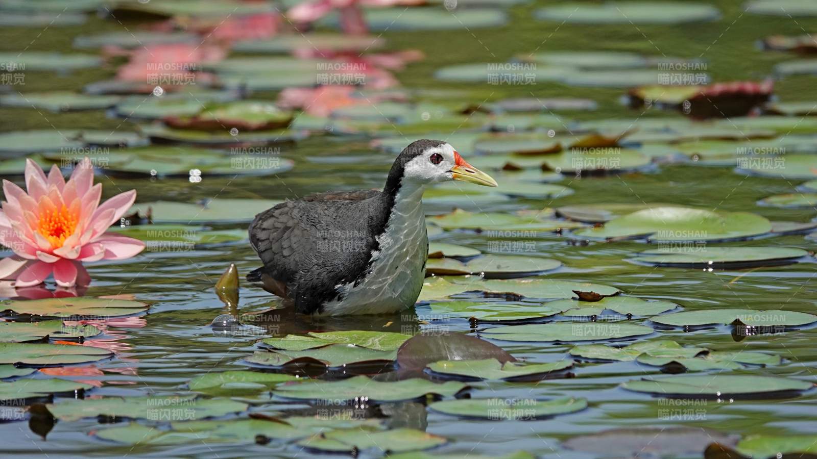 池塘中的水鳥與蓮花