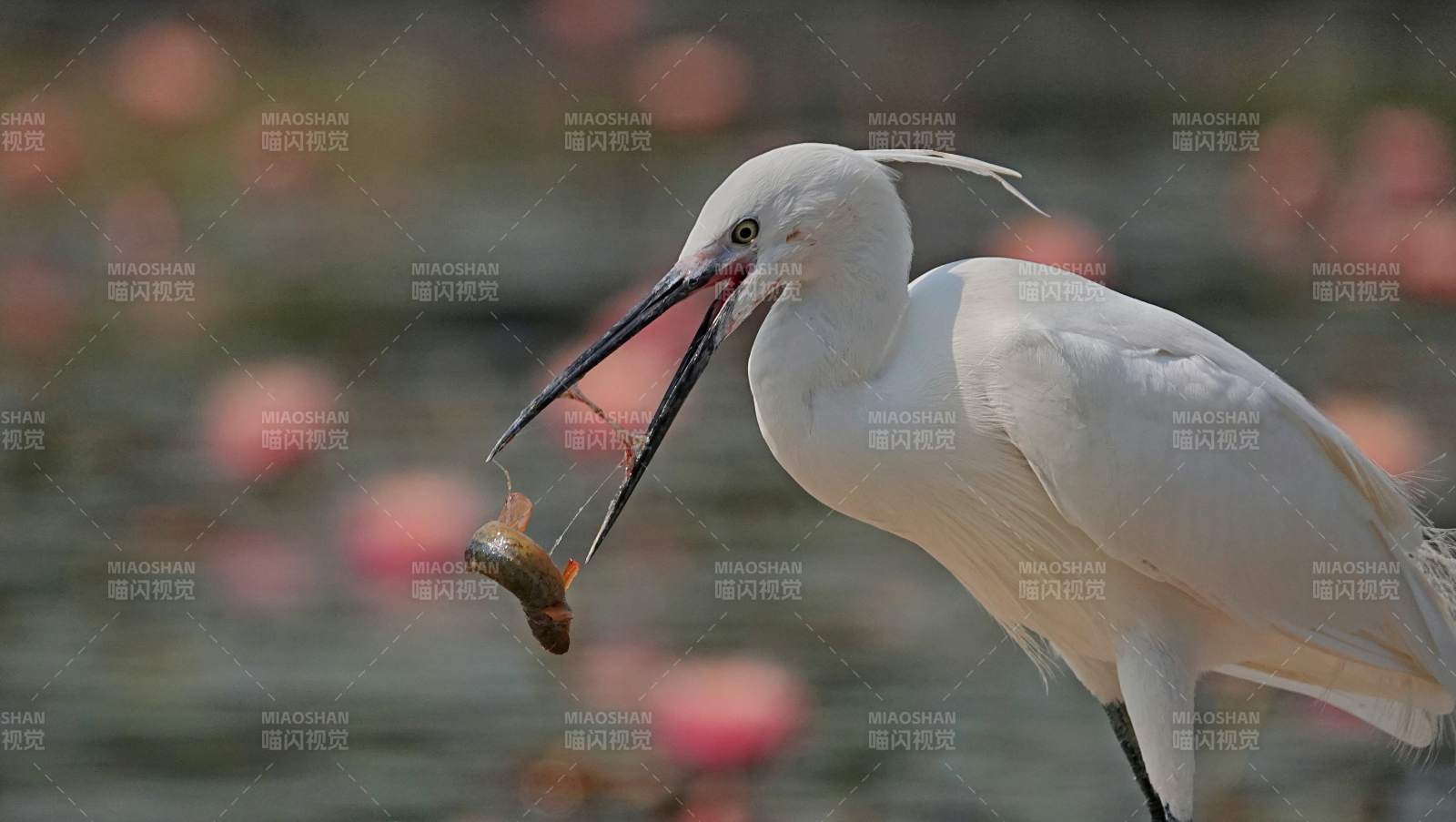 白鷺捕食瞬間