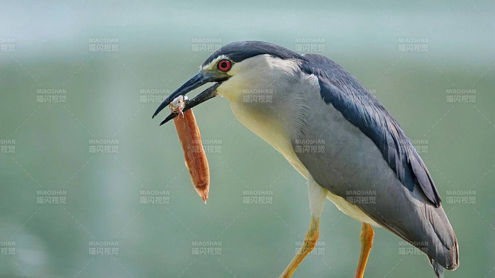夜鷺捕食瞬間